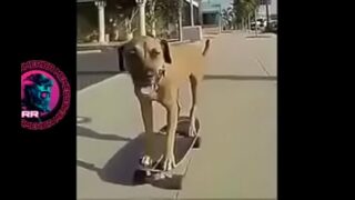 Perros de paj